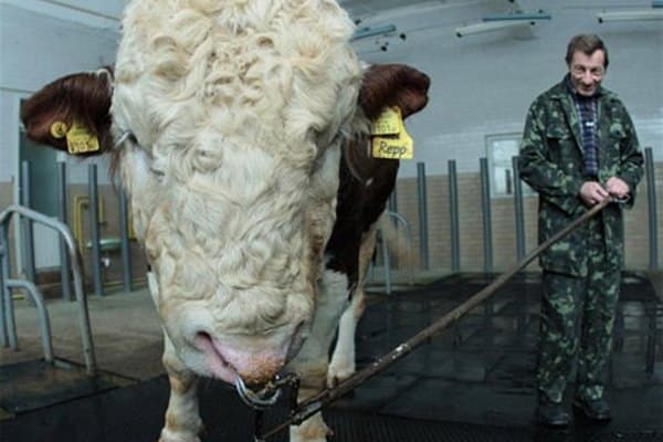 Самый крупный бык Украины: рекордсмены по росту и весу