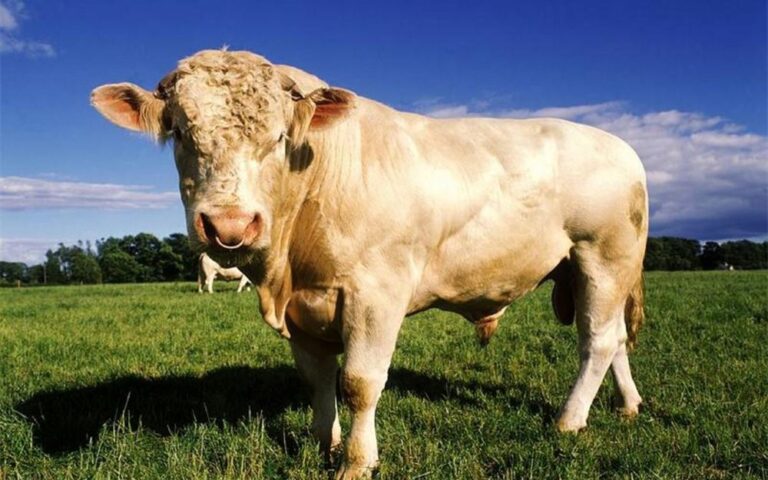 The largest bull of Ukraine: the record-breakers of growth and weight