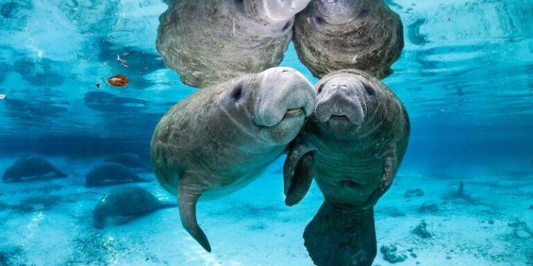 Лучшие снимки дикой природы конкурса Wildlife Photographer of the Year 2017 (ФОТО)