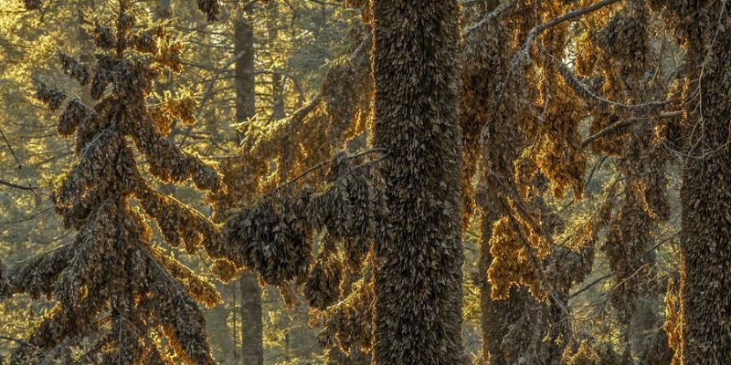 Лучшие снимки дикой природы конкурса Wildlife Photographer of the Year 2017 (ФОТО)