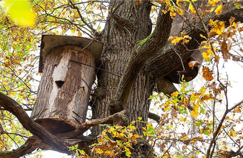 История бортничества на Полесье