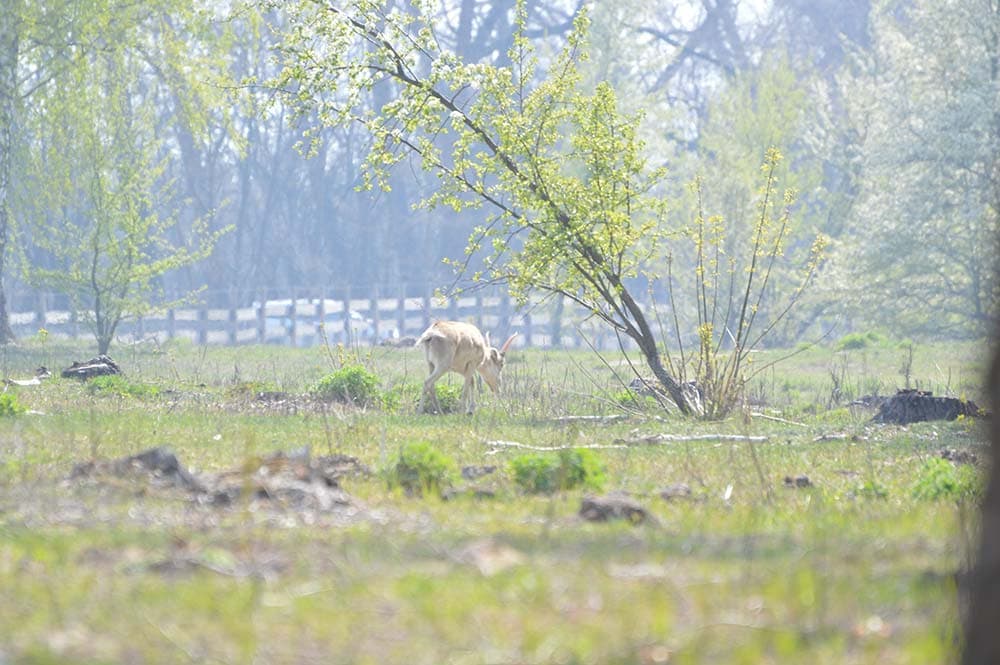 Сайгаки