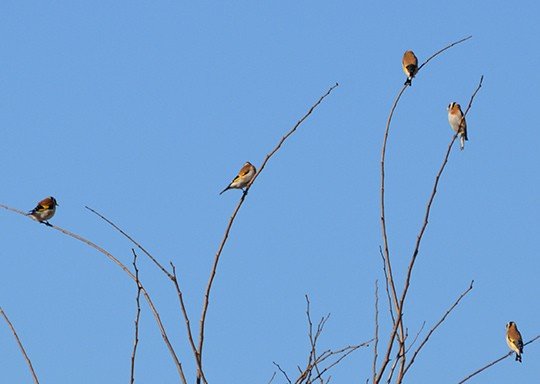 Birdwatching