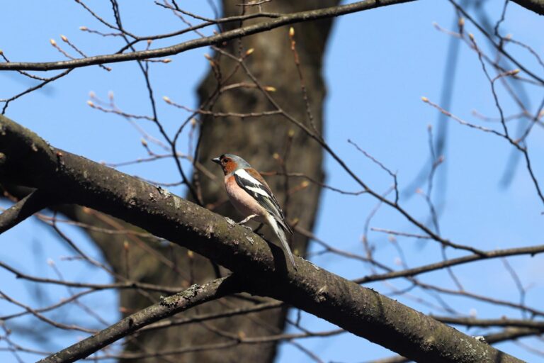 Birdwatching – цікавий тур вихідного дня для дорослих і дітей